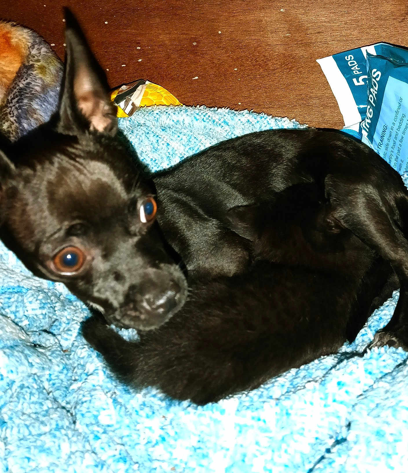 Xena joined the competition — help win amazing prizes! dog, black_dog, kitten, black_kitten, blanket, blue_blanket, pet, animal, indoor, wooden_surface, training_pads, close_up, cuddling, resting, ears, eyes, fur, cozy, small_animal, companion