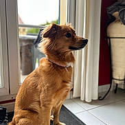 Popsy participe au concours pour gagner de l'argent avec cette photo : animal, calm, collar, companion, cozy, curtains, decor, dog, floor_tile, fur, glass_door, golden_brown, indoor, looking_outside, mannequin, mat, natural_light, pet, side_profile, sitting