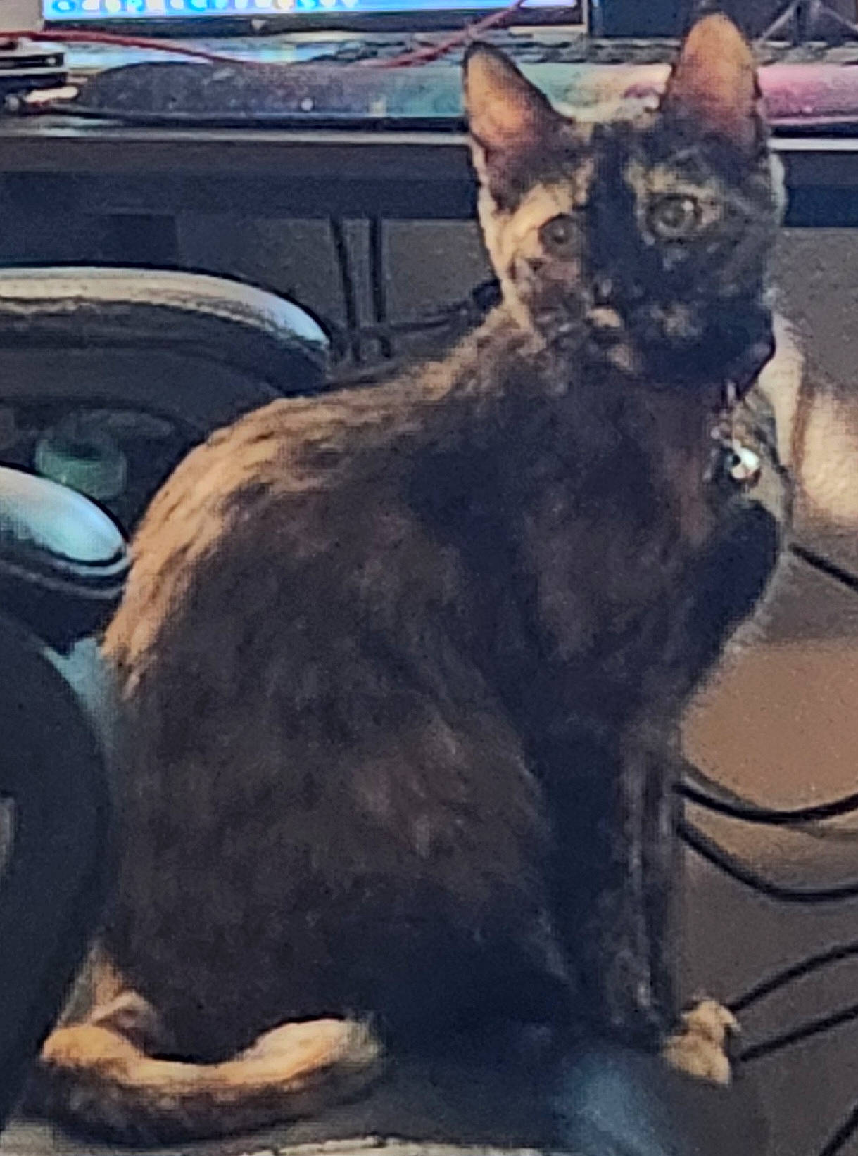 Ember Fire Princess is registered to the contest to win money with this photo: black_cat, carnivore, cat, claw, domestic_short_haired_cat, felidae, fur, metal, paw, sitting, small_to_medium_sized_cats, snout, square, tail, terrestrial_animal, whiskers, wildlife, window, windshield