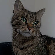 Siya participe au concours pour gagner de l'argent avec cette photo : cat, tabby_cat, green_eyes, fur, whiskers, indoor, portrait, close_up, animal, pet, feline, looking_away, soft_lighting, wall, sofa, domestic_cat, cute, mammal, ears, face