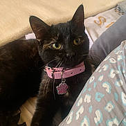 Amel participe au concours pour gagner de l'argent avec cette photo : cat, black_cat, pet, collar, paw_tag, bed, blanket, patterned_sheet, indoor, feline, close_up, cute, animal, whiskers, ears, relaxed, resting, domestic_cat, sleepy, fur