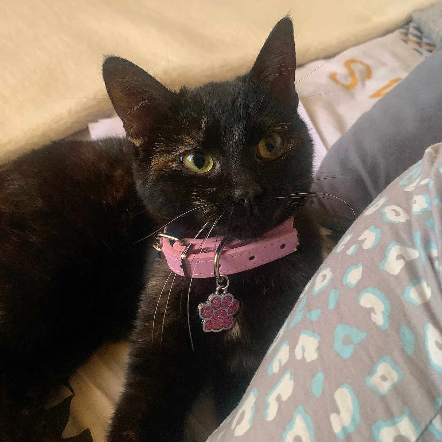 Amel participe au concours pour gagner de l'argent avec cette photo : animal, bed, black_cat, blanket, cat, close_up, collar, cute, domestic_cat, ears, feline, fur, indoor, patterned_sheet, paw_tag, pet, relaxed, resting, sleepy, whiskers