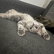 Zion a rejoint le concours — aidez-le/la à gagner de superbes lots ! cat, kitten, animal, pet, feline, gray_couch, stretching, upside_down, indoor, relaxed, cute, curious, whiskers, paws, sleeping_cat, cozy, fur, living_room, resting, playful