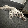 cat, kitten, animal, pet, feline, gray_couch, stretching, upside_down, indoor, relaxed, cute, curious, whiskers, paws, sleeping_cat, cozy, fur, living_room, resting, playful