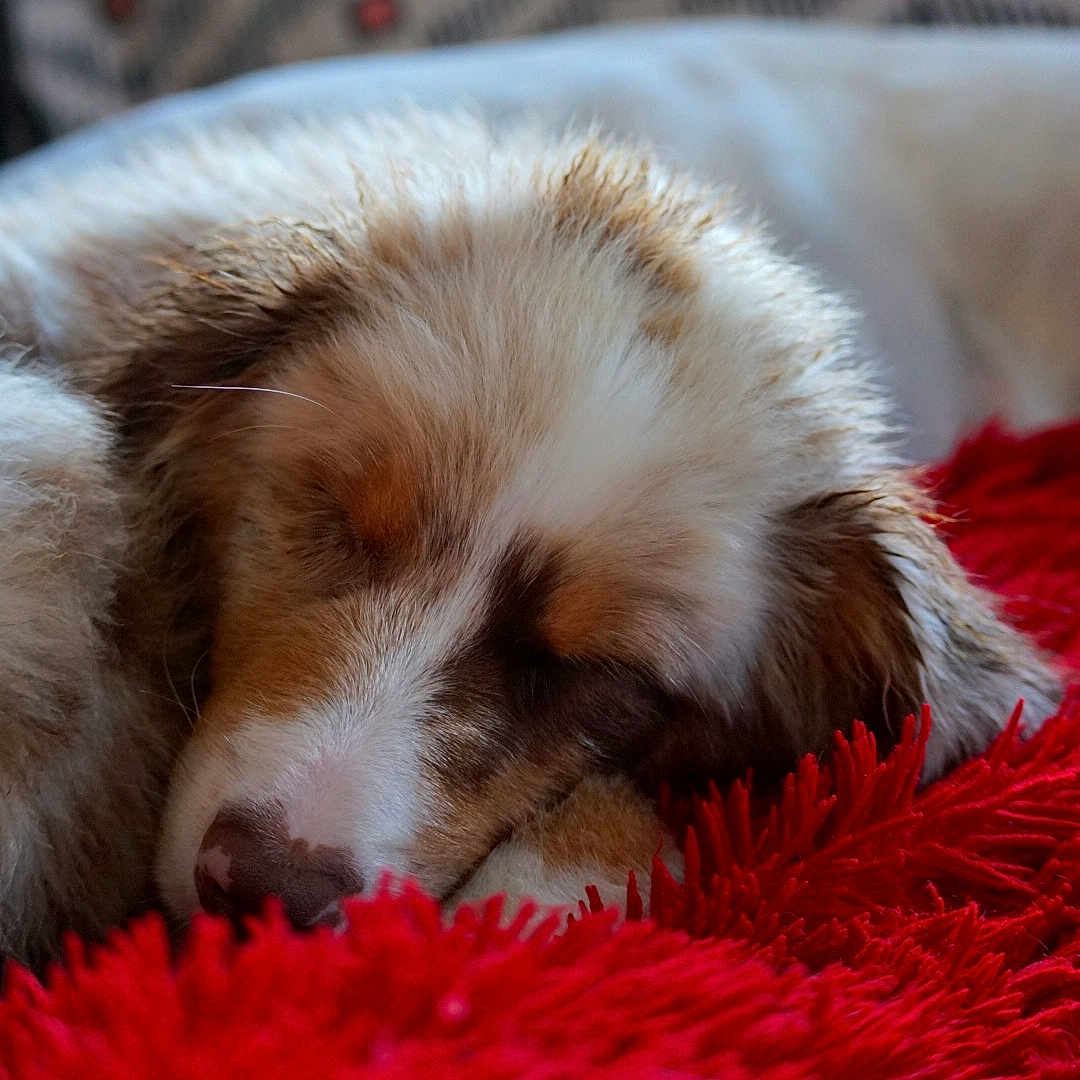 Zuko