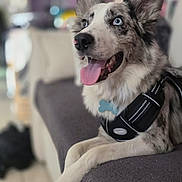 Asko participe au concours pour gagner de l'argent avec cette photo : dog, blue_eyes, happy, panting, lounge, couch, indoor, pet, fur, ears, tongue, home, blurred_background, relaxed, black_and_white_fur, harness, tile_floor, domestic, animal, companion
