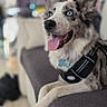 dog, blue_eyes, happy, panting, lounge, couch, indoor, pet, fur, ears, tongue, home, blurred_background, relaxed, black_and_white_fur, harness, tile_floor, domestic, animal, companion