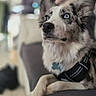 Asko participe au concours pour gagner de l'argent avec cette photo : dog, blue_eyes, couch, indoor, pet, fur, blurry_background, purple_wall, attentive, relaxed, canine, animal, portrait, harness, floor_tiles, looking_up, domestic, pet_accessory, seated, side_view