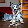 dog, bearded_dragon, lizard, heterochromia, indoor, wooden_floor, stairs, red_couch, pet, animal, companion, relaxed, alert, curious, portrait, furry, scaly, domestic, cute, friendly