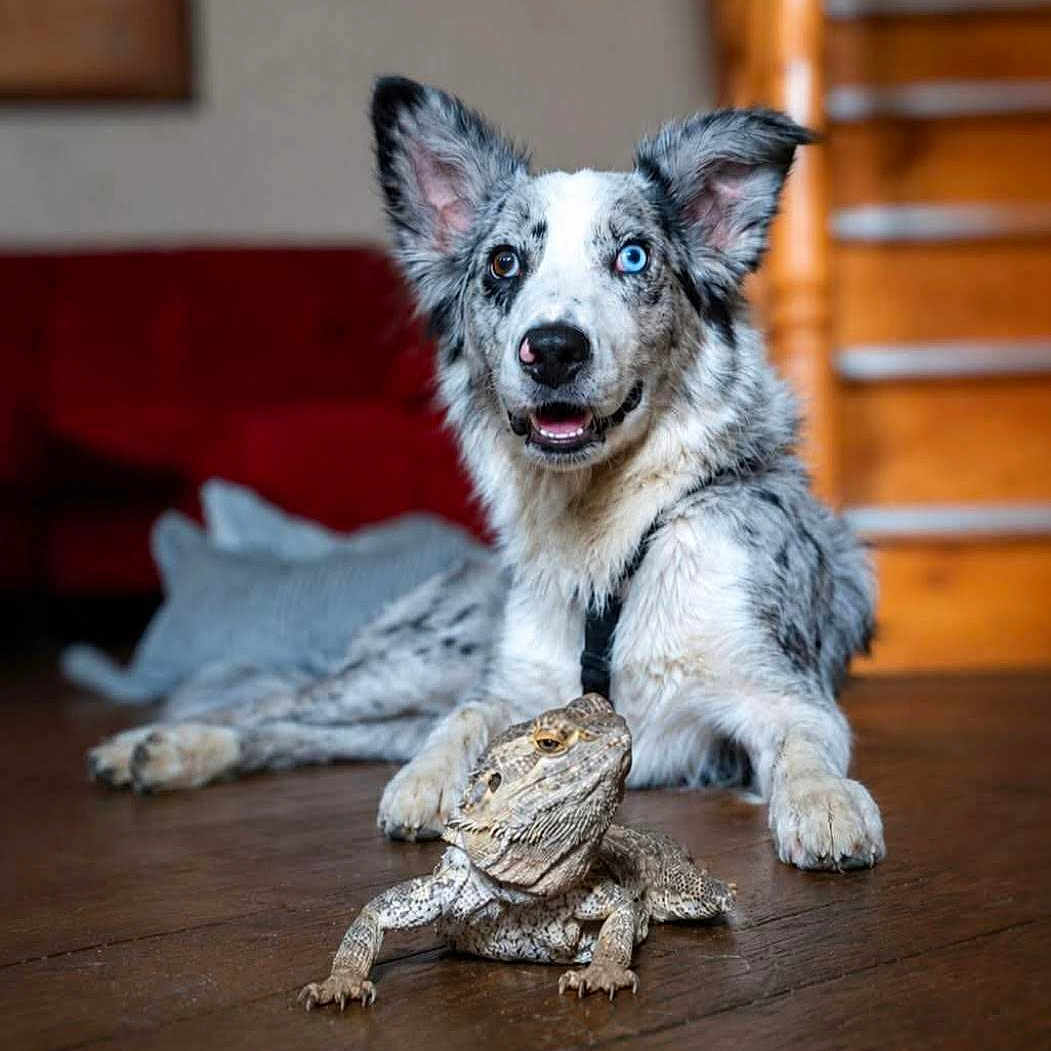 Asko a rejoint le concours — aidez-le/la à gagner de superbes lots ! dog, bearded_dragon, lizard, heterochromia, indoor, wooden_floor, stairs, red_couch, pet, animal, companion, relaxed, alert, curious, portrait, furry, scaly, domestic, cute, friendly