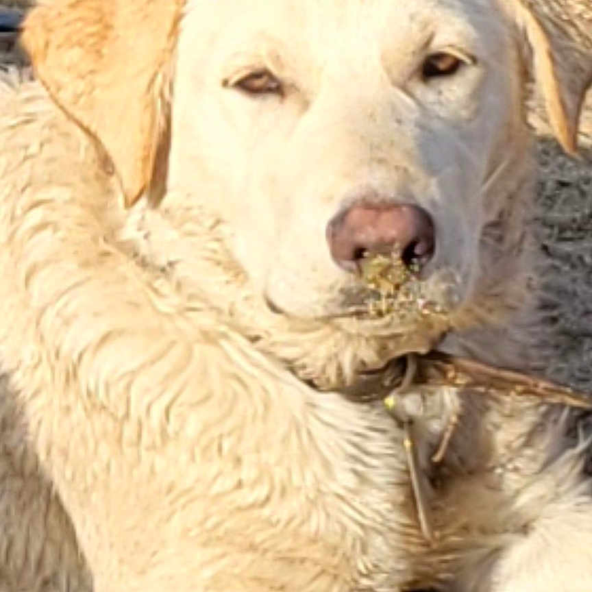 Panchito joined the competition — help win amazing prizes! animal, canine, cream, dessert, dog, food, goldenretriever, hound, hunting, icecream, labradorretriever, newfoundland, page, person, pet, puppy, sleeping, snout, text, whitedog