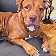 Erza participe au concours pour gagner de l'argent avec cette photo : animal_portrait, brown_dog, canine, close_up, companion, couch, dog, domestic_animal, ears, fur, indoor, living_room, looking, parquet_floor, paw, pet, relaxed, snout, white_markings, wooden_sculpture