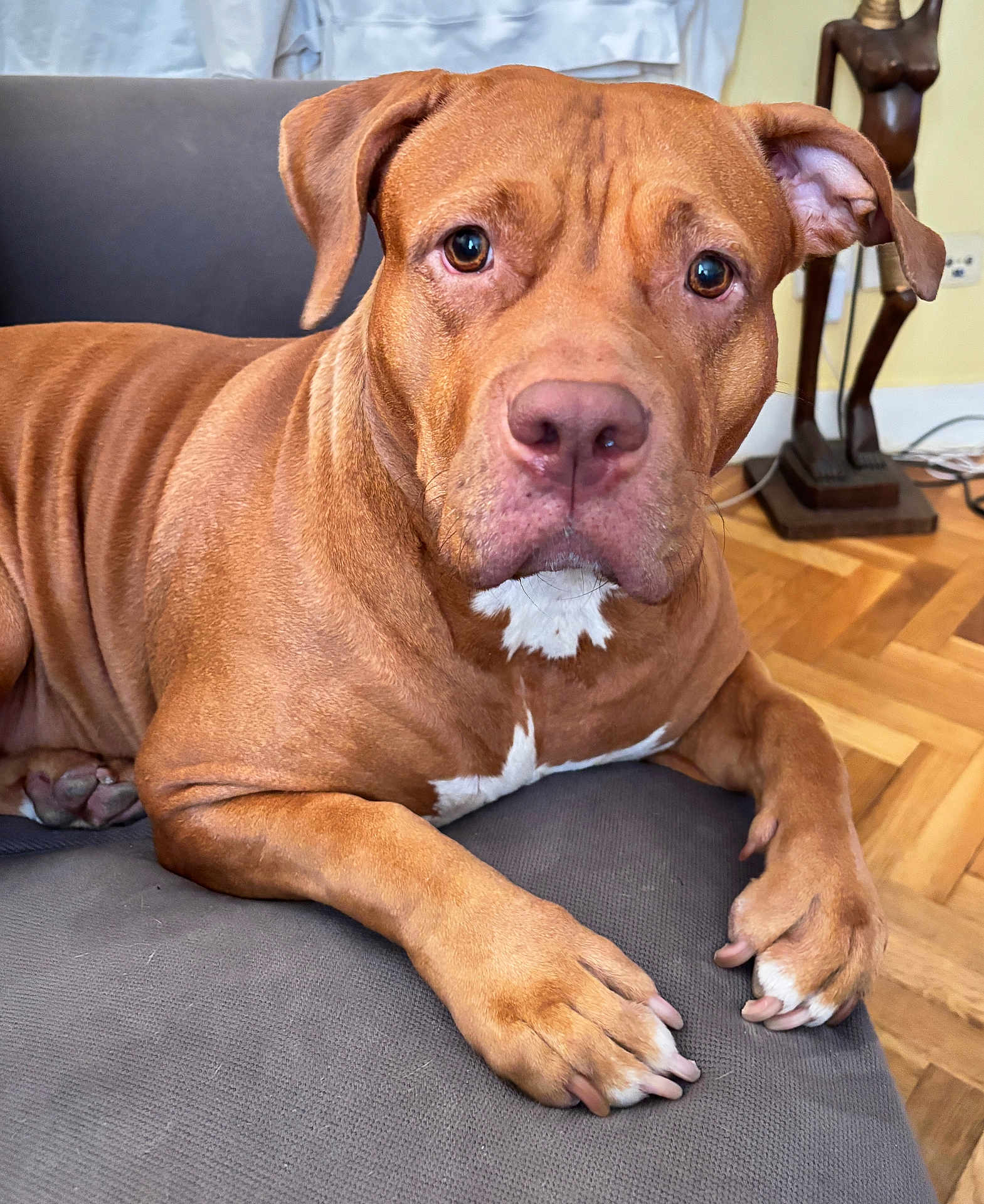 Erza participe au concours pour gagner de l'argent avec cette photo : animal_portrait, brown_dog, canine, close_up, companion, couch, dog, domestic_animal, ears, fur, indoor, living_room, looking, parquet_floor, paw, pet, relaxed, snout, white_markings, wooden_sculpture