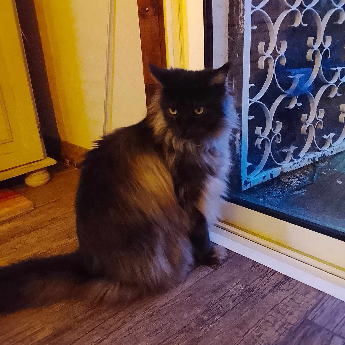 Obsi a rejoint le concours — aidez-le/la à gagner de superbes lots ! animal, cat, contemplative, curious, domestic, evening_light, feline, fluffy, fur, glass_door, home, indoor, looking, metal_bars, pet, quiet, sitting, window, wooden_floor, yellow_eyes