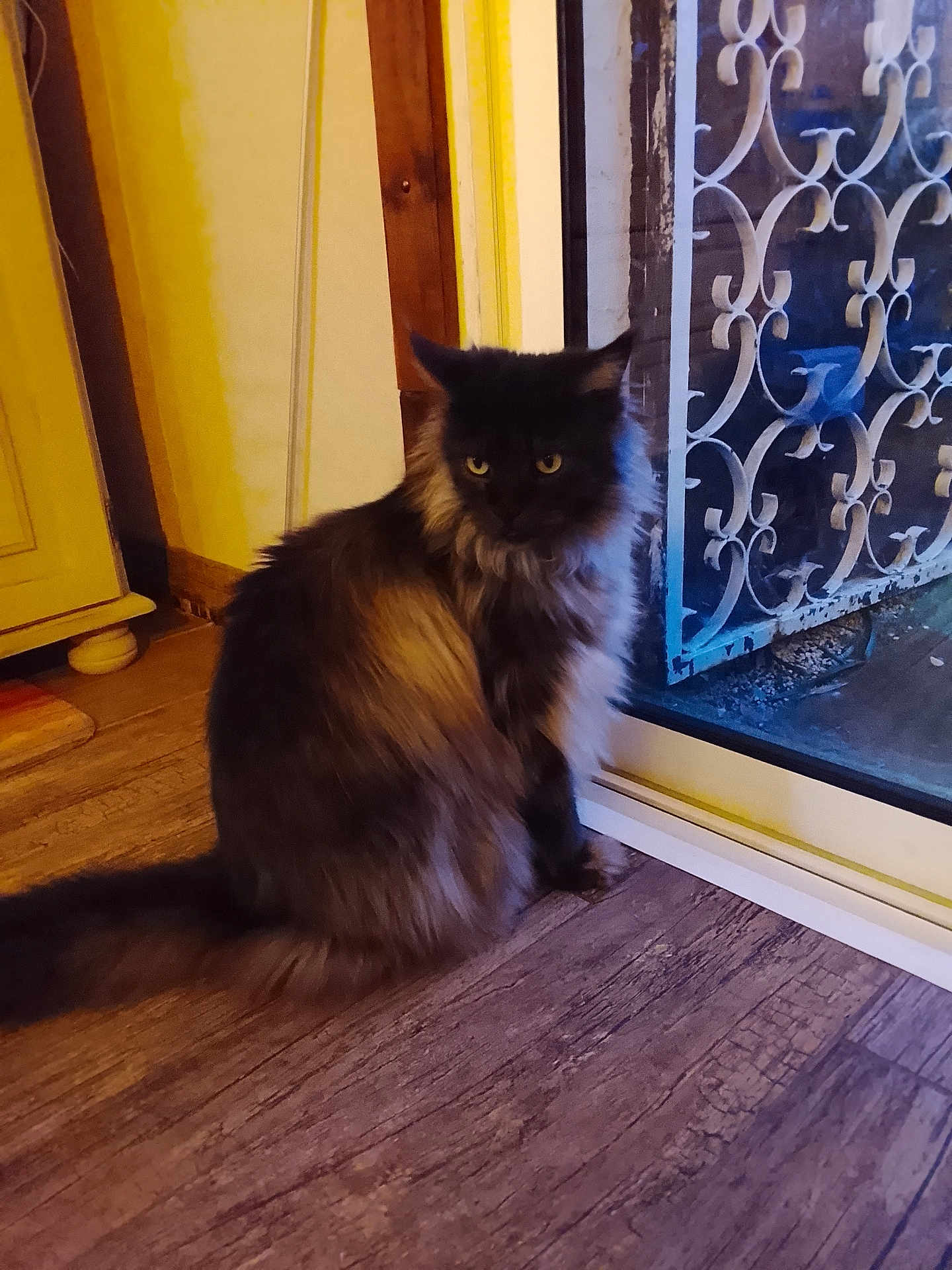 Obsi a rejoint le concours — aidez-le/la à gagner de superbes lots ! cat, indoor, wooden_floor, glass_door, metal_bars, yellow_eyes, fluffy, pet, animal, sitting, looking, window, domestic, feline, curious, home, evening_light, quiet, contemplative, fur