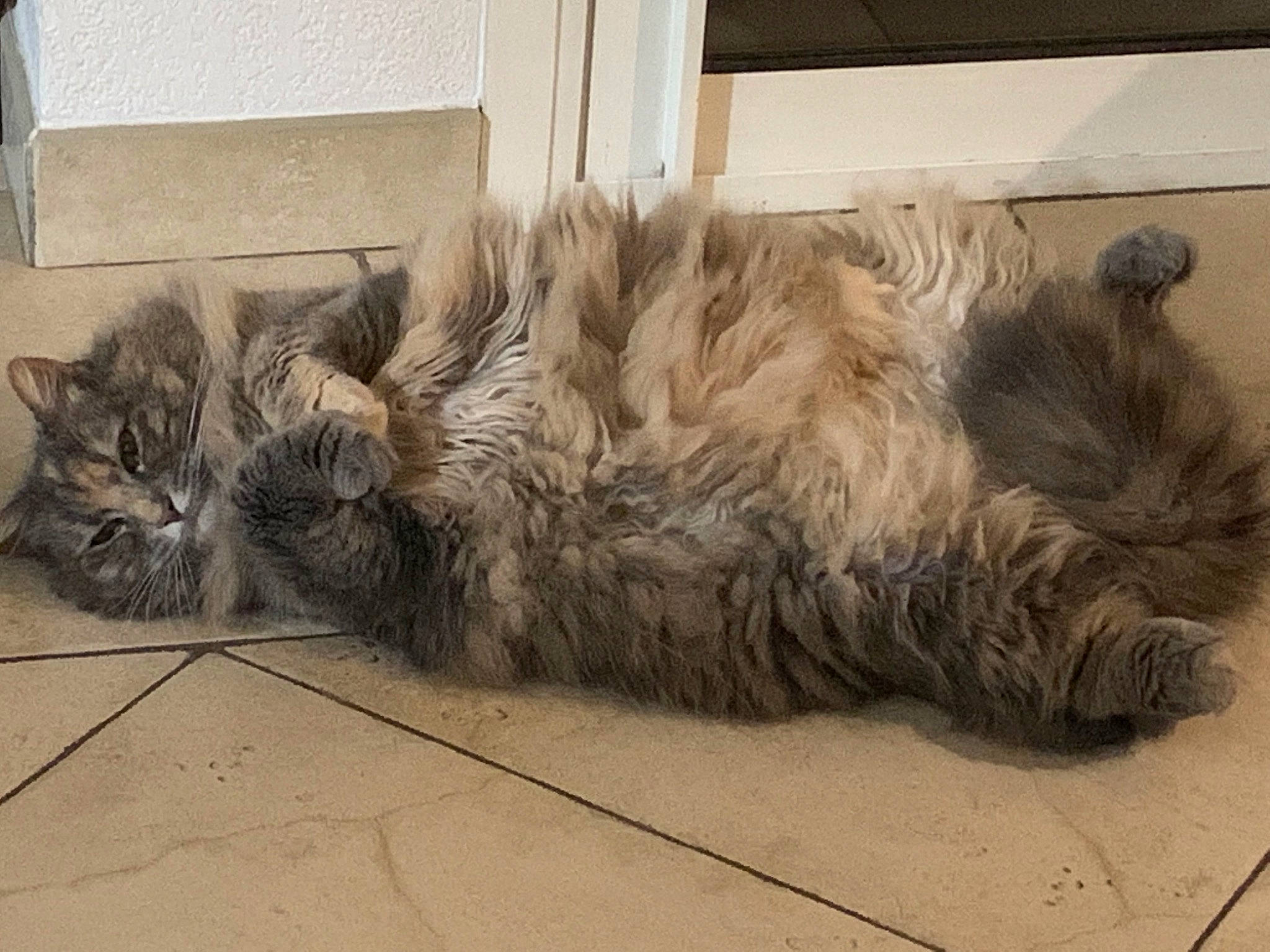 Maé participe au concours pour gagner de l'argent avec cette photo : british_longhair, carnivore, cat, claw, comfort, companion_dog, domestic_short_haired_cat, felidae, flooring, fur, grey, nap, paw, sleep, small_to_medium_sized_cats, snout, tail, terrestrial_animal, whiskers