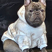 Leo is registered to the contest to win money with this photo: dog, french_bulldog, hoodie, clothing, pet, sitting, indoors, brown, white, marbled_pattern, floor, wooden_floor, ears, face, animal, cute, expression, portrait, background, cozy