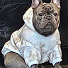 dog, french_bulldog, hoodie, clothing, pet, sitting, indoors, brown, white, marbled_pattern, floor, wooden_floor, ears, face, animal, cute, expression, portrait, background, cozy