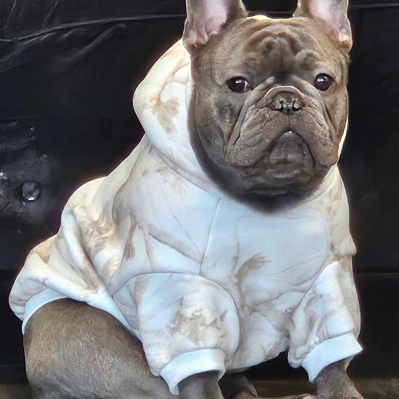 Leo is registered to the contest to win money with this photo: dog, french_bulldog, hoodie, clothing, pet, sitting, indoors, brown, white, marbled_pattern, floor, wooden_floor, ears, face, animal, cute, expression, portrait, background, cozy