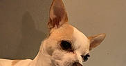 Elizabeth joined the competition — help win amazing prizes! dog, chihuahua, pet, animal, small_dog, tan, white, ears, blanket, indoor, cozy, cute, fur, face, companion, domestic_animal, resting, looking_away, wall, shadow