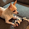 Elizabeth joined the competition — help win amazing prizes! dog, small_dog, tan_and_white, plush_toy, couch, indoor, pet, animal, toy, fur, ears, snout, paw, sitting, looking, floor, home, relaxing, soft_toy, companion