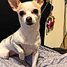 Elizabeth joined the competition — help win amazing prizes! dog, chihuahua, pet, indoor, blanket, bed, small_dog, white_fur, brown_ears, raised_paw, animal, cute, portrait, looking_at_camera, domestic_animal, furry, companion, canine, household, resting