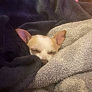 Elizabeth is registered to the contest to win money with this photo: dog, small_dog, chihuahua, blanket, cozy, sleeping, nap, fur, pet, cute, resting, indoors, warm, comfort, soft, person, human, relaxing, closeup, face