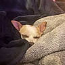 dog, small_dog, chihuahua, blanket, cozy, sleeping, nap, fur, pet, cute, resting, indoors, warm, comfort, soft, person, human, relaxing, closeup, face