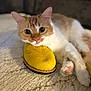 animal, carpet, cat, close_up, cozy, curious, cute, cute_pet, domestic, fur, indoor, orange_and_white, paws, pet, relaxed, resting, shoe, soft_focus, whiskers, yellow