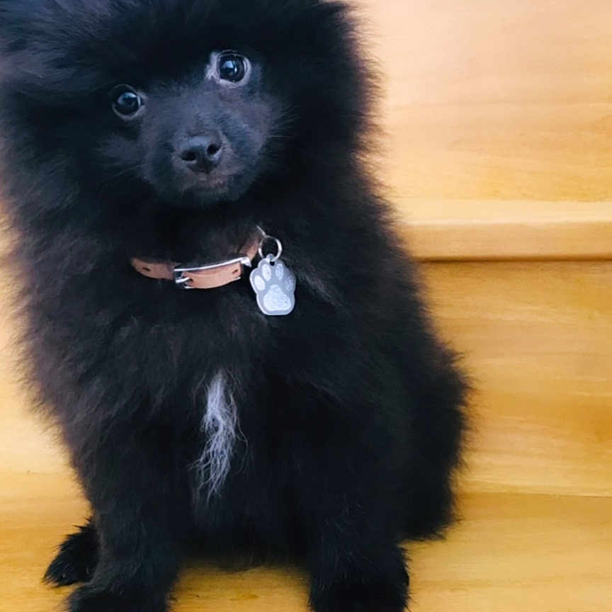 Sao participe au concours pour gagner de l'argent avec cette photo : adorable, animal, black_fur, collar, companion, cute, dog, fluffy, fur, head_tilt, indoors, paw_tag, pet, pet_accessory, portrait, puppy, sitting, stairs, wooden, young_dog