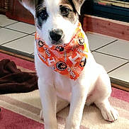 Olivia is registered to the contest to win money with this photo: puppy, dog, bandana, orange, indoor, carpet, pet, cute, animal, portrait, sitting, tile_floor, house, fur, young_dog, looking, ears, friendly, domestic, adorable
