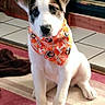 puppy, dog, bandana, orange, indoor, carpet, pet, cute, animal, portrait, sitting, tile_floor, house, fur, young_dog, looking, ears, friendly, domestic, adorable