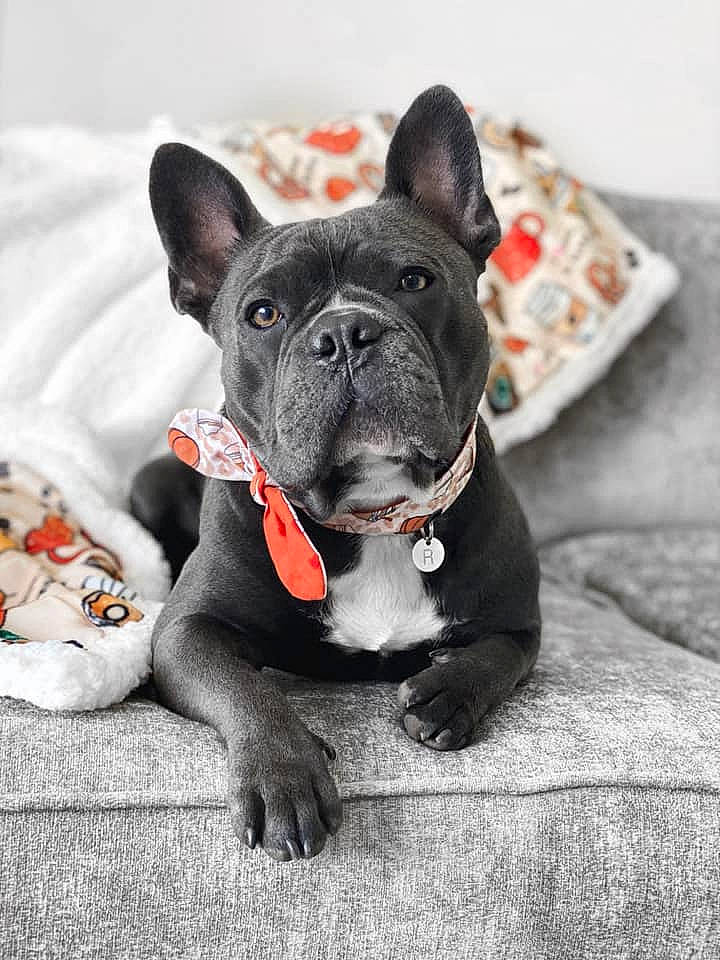 Rolly is registered to the contest to win money with this photo: bulldog, canidae, carmine, carnivore, collar, comfort, companion_dog, dog, dog_breed, dog_collar, ear, fawn, french_bulldog, fur, grey, snout, sporting_group, terrestrial_animal, whiskers, working_animal