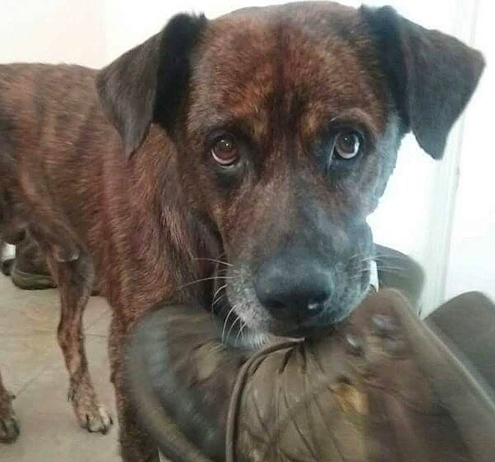 Tigerlily is registered to the contest to win money with this photo: canidae, carnivore, collar, companion_dog, dog, dog_breed, fawn, firefighter, fur, liver, snout, sporting_group, terrestrial_animal, toy_dog, whiskers, working_animal