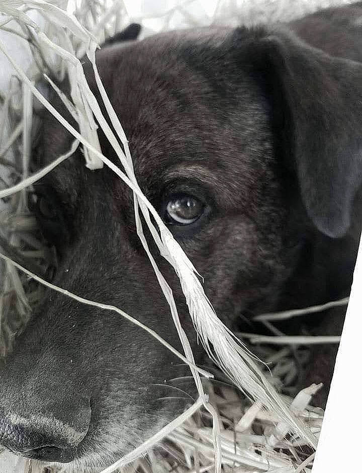 Tigerlily is registered to the contest to win money with this photo: canidae, carnivore, dog, dog_breed, ear, eye, fawn, fur, grass, head, liver, livestock, monochrome, monochrome_photography, snout, sporting_group, terrestrial_animal, whiskers, working_animal, wrinkle