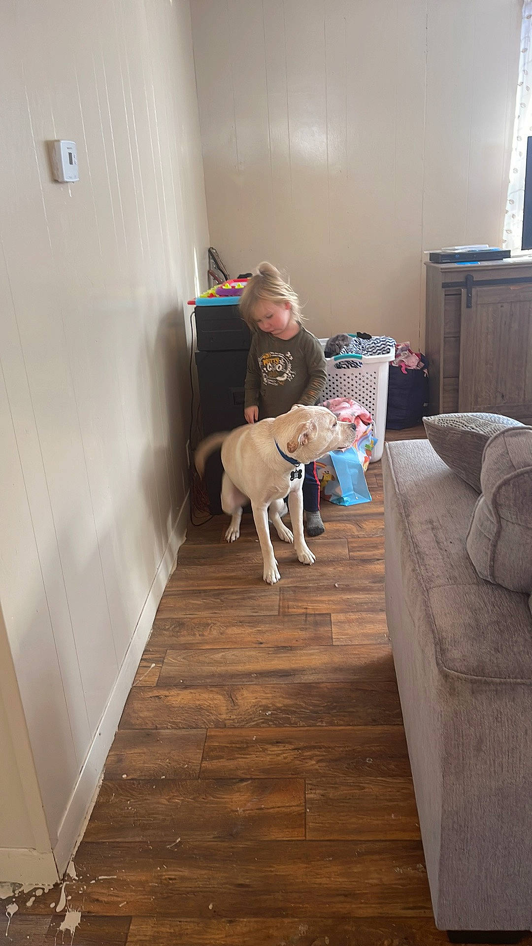 Chayse joined the competition — help win amazing prizes! carnivore, chair, comfort, companion_dog, couch, dog, dog_breed, fawn, floor, flooring, hardwood, laminate_flooring, living_room, person, plywood, stairs, television, wood, wood_flooring, wood_stain