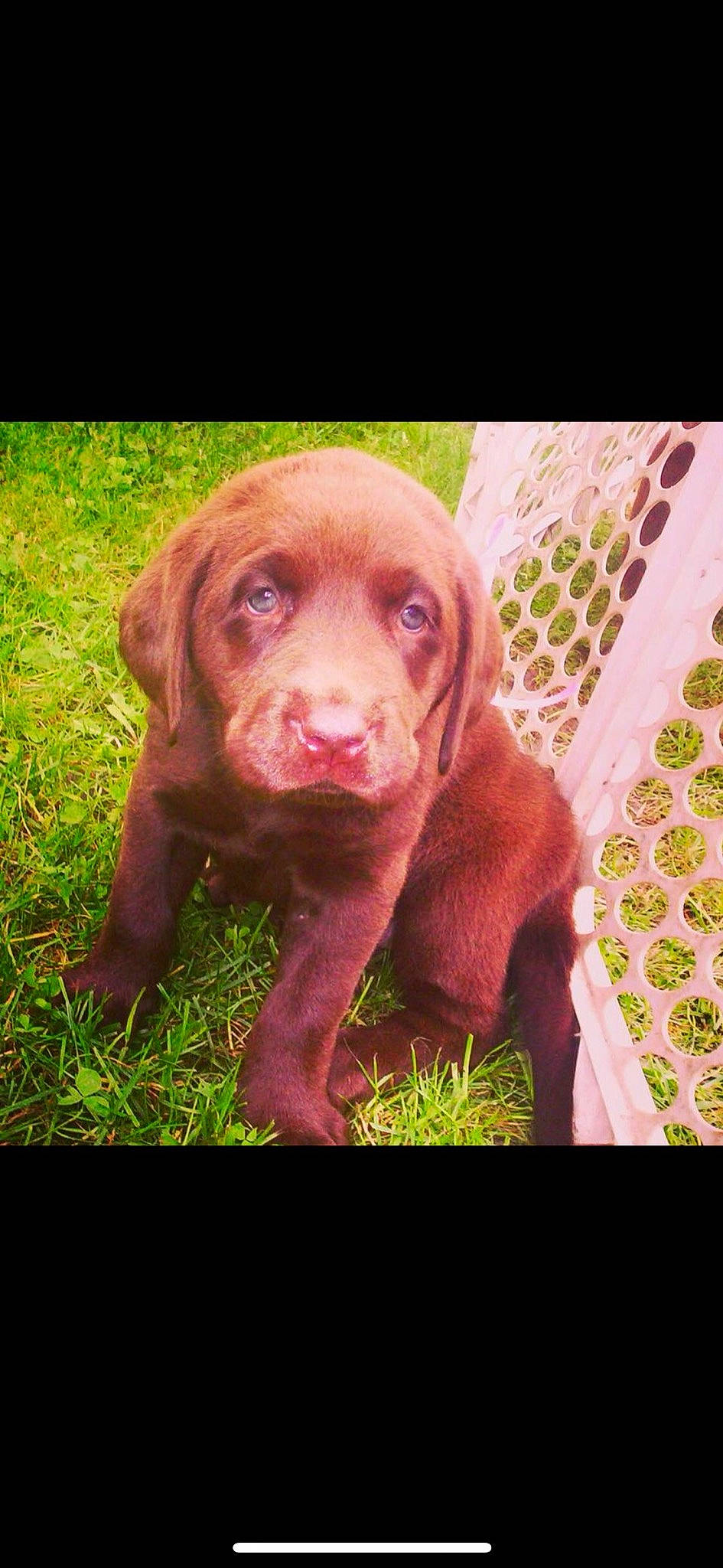 Cocoa Maglione joined the competition — help win amazing prizes! beagador, canidae, carnivore, chesapeake_bay_retriever, dog, dog_breed, fawn, hunting_dog, labrador_retriever, liver, mammal, pointing_breed, puppy, retriever, snout, sporting_group, vertebrate, vizsla