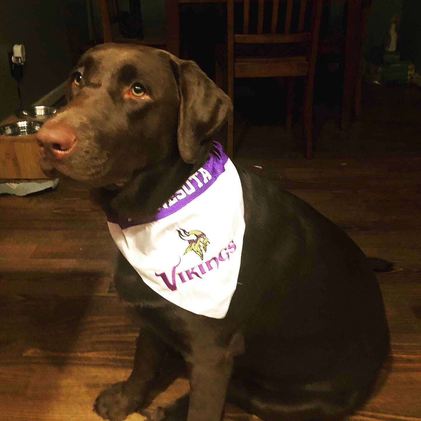 Cocoa Maglione joined the competition — help win amazing prizes! beagador, blue_lacy, borador, canidae, carnivore, dog, dog_breed, dog_collar, hunting_dog, labrador_retriever, pointing_breed, retriever, snout, sporting_group, weimaraner
