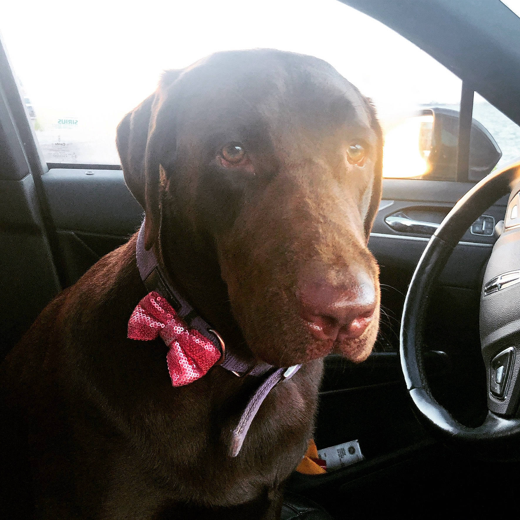 Cocoa Maglione is registered to the contest to win money with this photo: blue_lacy, canidae, carnivore, dog, dog_breed, dog_collar, ear, fawn, hunting_dog, labrador_retriever, liver, mouth, nose, pointing_breed, snout, sporting_group, vehicle, vizsla, weimaraner