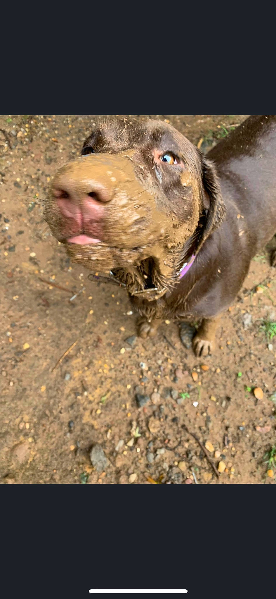 Cocoa Maglione joined the competition — help win amazing prizes! american_pit_bull_terrier, canidae, carnivore, dog, dog_breed, fawn, mammal, snout, sporting_group, vertebrate, weimaraner