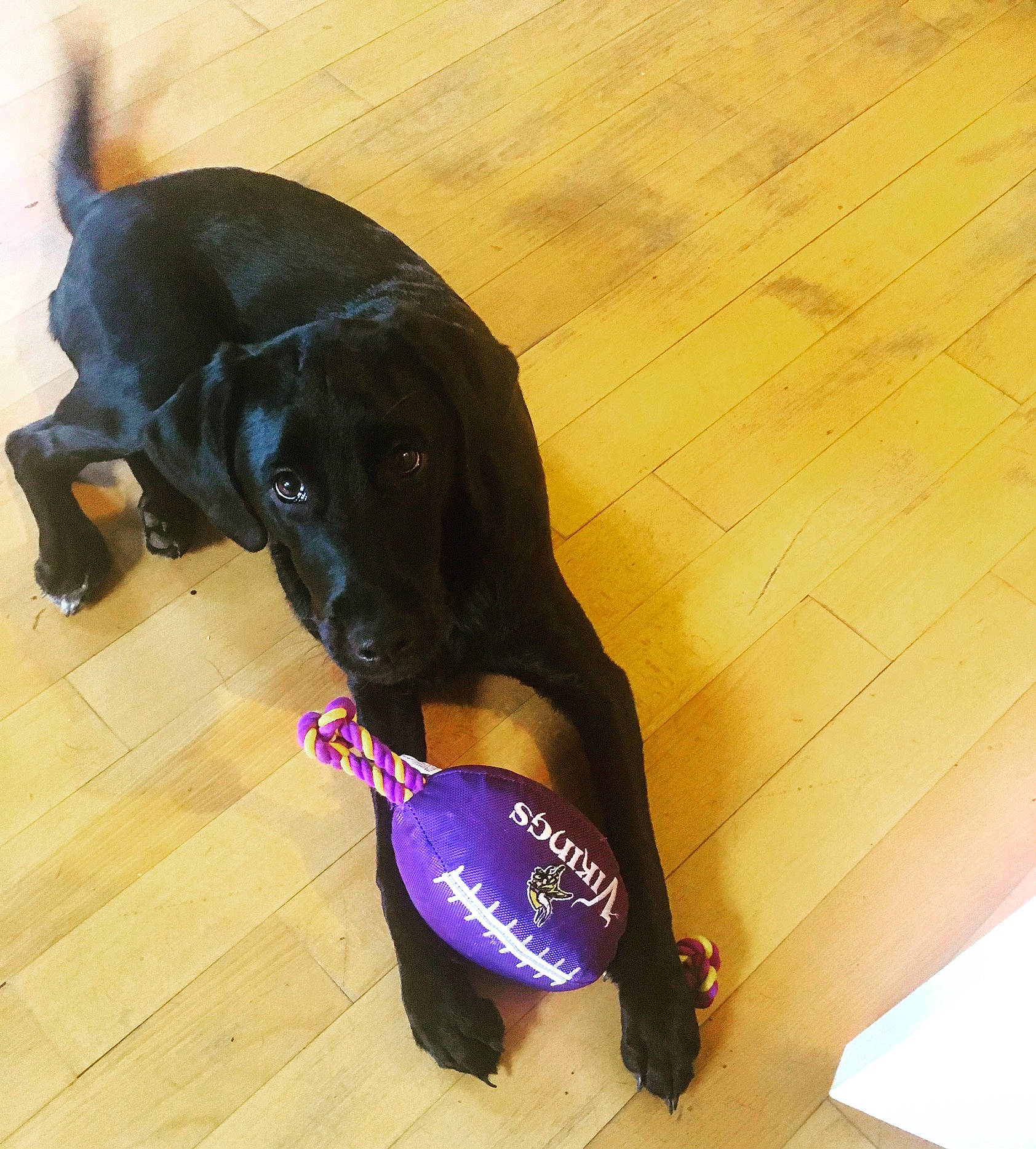 Lola is registered to the contest to win money with this photo: beagador, black, canidae, carnivore, companion_dog, dog, dog_breed, dog_collar, dog_toy, floor, guard_dog, labrador_retriever, puppy, snout, sporting_group