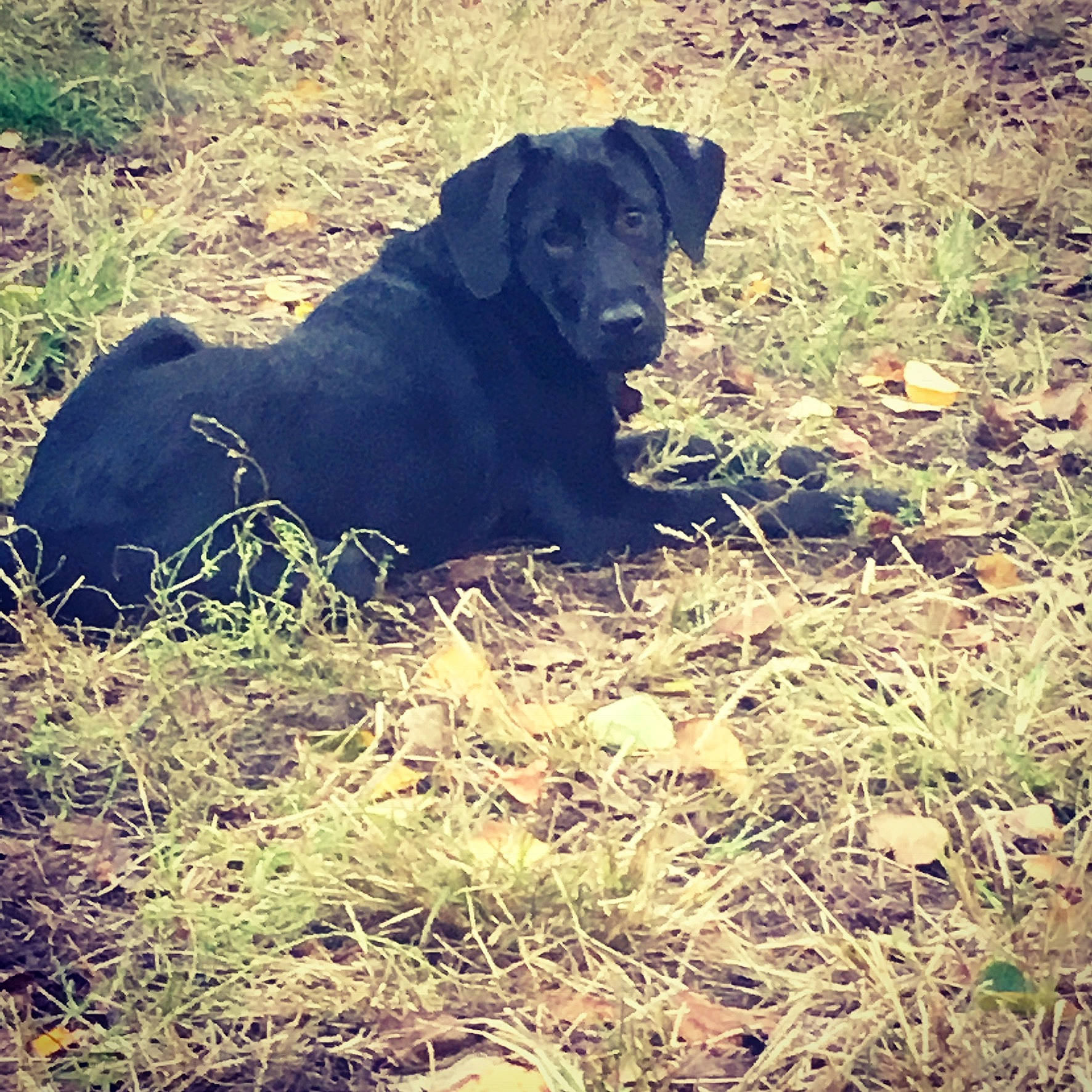 Lola is registered to the contest to win money with this photo: canidae, carnivore, dog, dog_breed, field_trial, grass, guard_dog, hunting_dog, labrador_retriever, patterdale_terrier, retriever, sporting_group