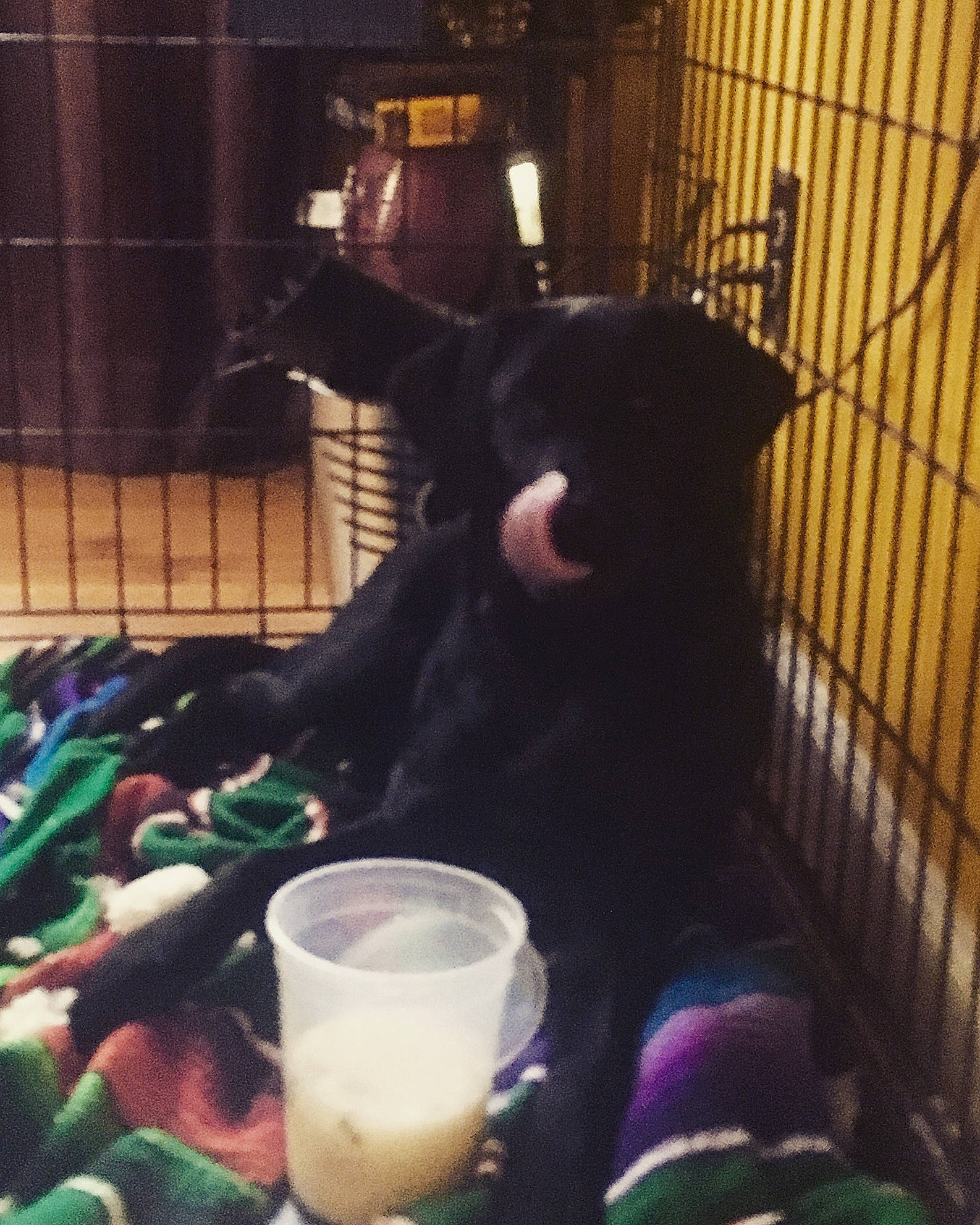 Lola is registered to the contest to win money with this photo: canidae, drink, guard_dog