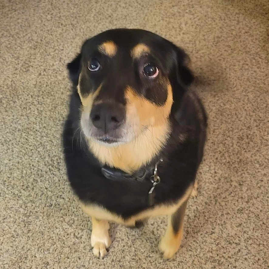 Luna joined the competition — help win amazing prizes! animal, black_fur, canine, carpet, collar, cute, dog, domestic_animal, ears, expression, eyes, floor, fur, indoor, looking_up, mammal, nostrils, pet, tan_fur, waiting