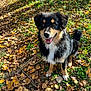 Arko participe au concours pour gagner de l'argent avec cette photo : dog, canine, autumn, leaves, outdoor, nature, sunlight, grass, tree, pet, happy, smiling, fur, black, tan, sitting, animal, seasonal, fall, playful