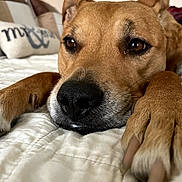 Simba joined the competition — help win amazing prizes! dog, close_up, brown_fur, paws, bed, quilt, indoor, pet, resting, animal, face, ears, snout, nail, soft_lighting, home, cozy, relaxed, portrait, cute