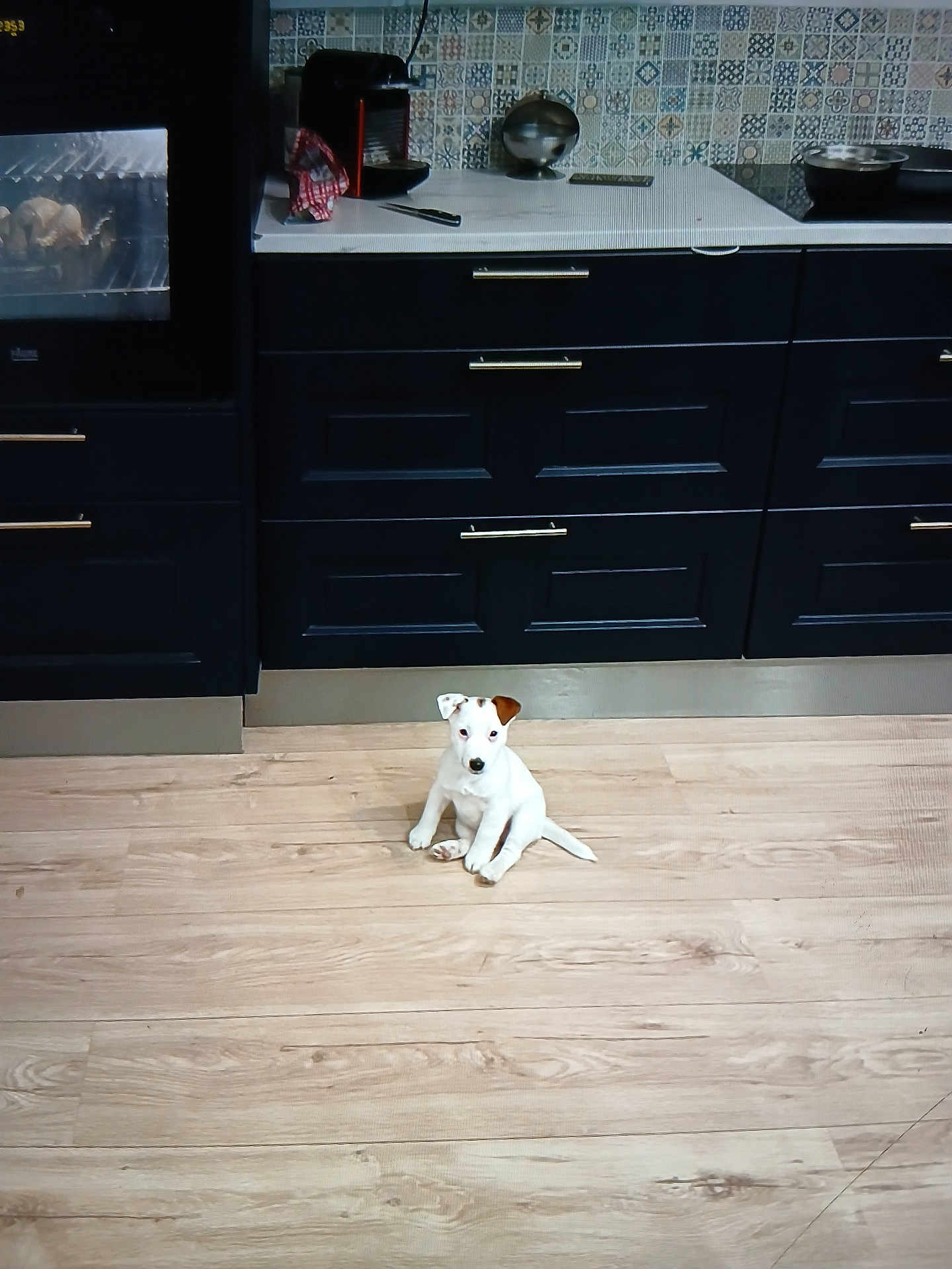 Uno participe au concours pour gagner de l'argent avec cette photo : animal, appliance, brown_patch, countertop, cute, dark_cabinets, dog, flooring, home, indoor, kitchen, modern_kitchen, oven, pet, puppy, sitting, small_dog, tile_backsplash, white_dog, wooden_floor