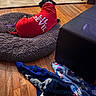dog, black_dog, red_shirt, pet_bed, indoors, hardwood_floor, living_room, kitchen, blankets, pet_gate, clothing, lying_down, back_view, home, furniture, text_on_clothing, dog_toy, cozy, relaxing, photography