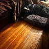 Dinozzo is registered to the contest to win money with this photo: dog, black_and_white, sleeping, resting, pet, indoors, living_room, sofa, cushion, dog_bed, blanket, wooden_floor, sunlight, shadows, cozy, home, relaxed, collar, portrait, candid