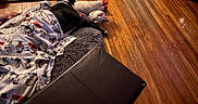 Dinozzo is registered to the contest to win money with this photo: dog, black_and_white, sleeping, lying_down, blanket, plush_toy, home, indoor, hardwood_floor, rug, ottoman, furniture, cozy, resting, pet, animal, warm_lighting, floor, relaxed, nap